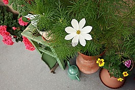 cosmea,花,花园