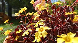 鮮花,黃,花園