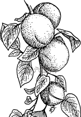 仁用杏,桃子,水果
