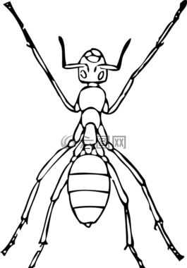 螞蟻,昆蟲,身體