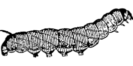 毛蟲(chóng),昆蟲(chóng),蠕蟲(chóng)
