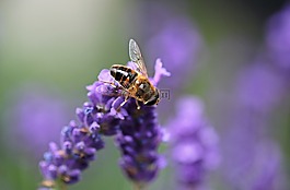 熏衣草,hoverfly,昆蟲