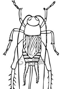 板球,昆蟲,甲蟲，昆蟲