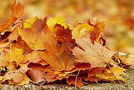 性质,秋天的落叶,金色的秋天