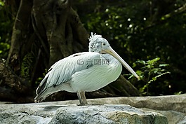 鵜,鳥,野生動物