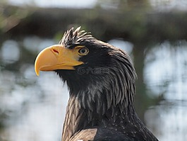 老鷹,鳥,動(dòng)物園