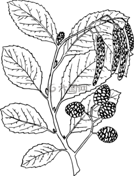 奥尔德,树,枝杈