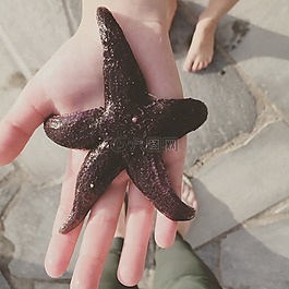 夏天,海星,水