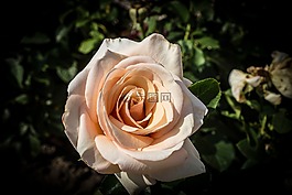 玫瑰,花,開花
