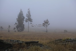 雾,胶树,早