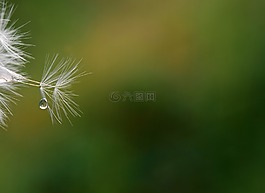 蒲公英,種子,關(guān)閉
