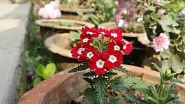 花,植物區(qū)系,自然