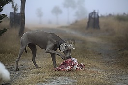 狗,肉,狩猎