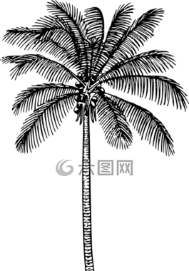 棕櫚,樹,椰子