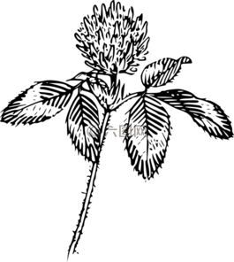 三葉草,植物,花
