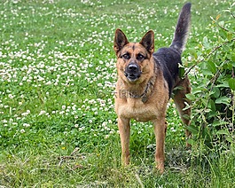狗,德國牧羊犬,草