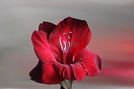 花,開花,紅色