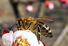 蜜蜂,昆蟲,開花