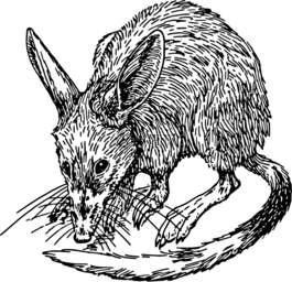 鼠標(biāo),大鼠,動(dòng)物