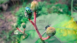 自然,葉,戶外