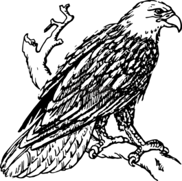 鷹,鳥(niǎo),光頭
