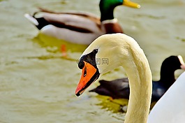 天鵝,鳥(niǎo),水禽