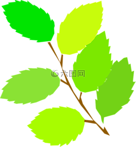 枝杈,葉,樹
