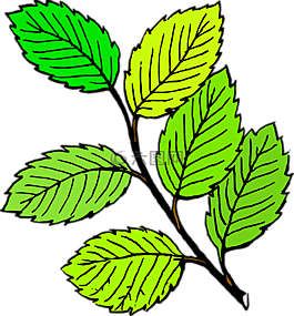 枝杈,葉,樹