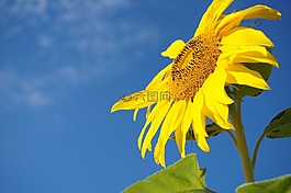 向日葵,天空,蜜蜂