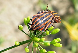 bug,條紋的bug,昆蟲