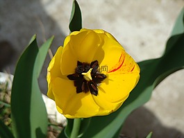 花,植物,黃色