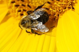 向日葵,蜜蜂,昆蟲