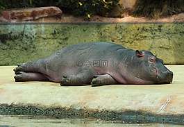 河馬,動物園,動物