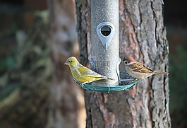 鳥類,麻雀,山雀