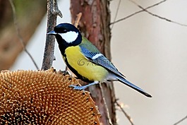 鳥(niǎo),藍(lán)雀,山雀