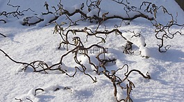 雪,科,冬天