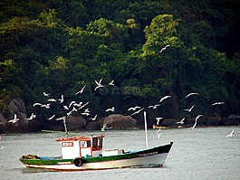 小船,捕魚,capixaba