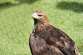 阿德勒,金鷹,鳥