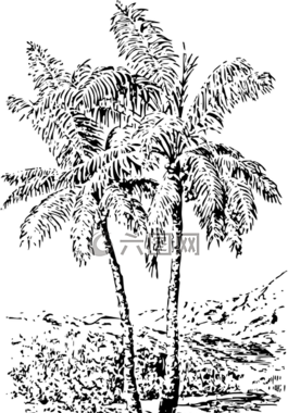 棕櫚樹,樹,熱帶