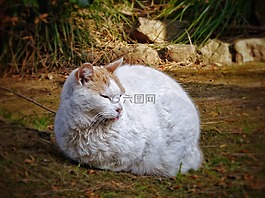 猫,舌头,休息