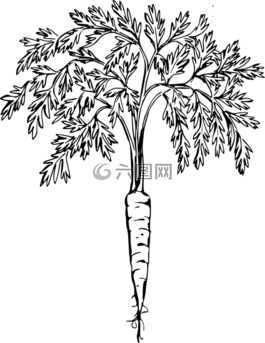 胡蘿卜,根,蔬菜