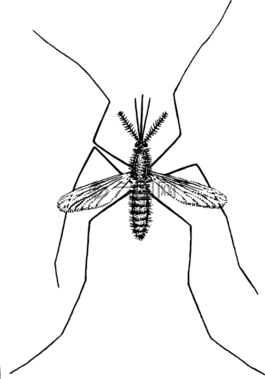 蚊子,昆蟲,甲蟲，昆蟲