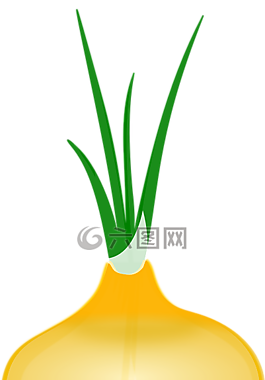 洋蔥,蔬菜,根