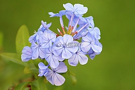 开花,蓝色,蓝绽放