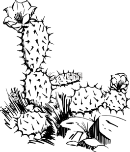 仙人掌,花,植物