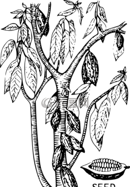 可可,樹,種子
