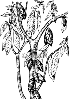 樹,可可,植物
