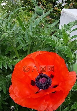 罌粟,紅色,花
