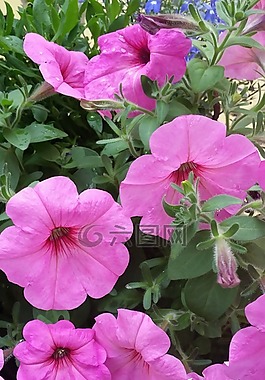 花,粉紅色,花園