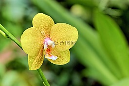 鮮花,性質(zhì),植物